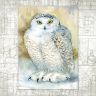 Открытка «Белая сова»